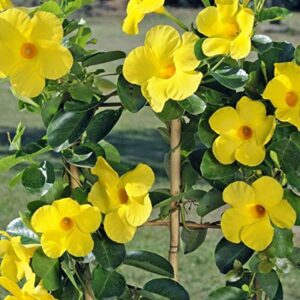 Mandevilla Flower Plant (Yellow)