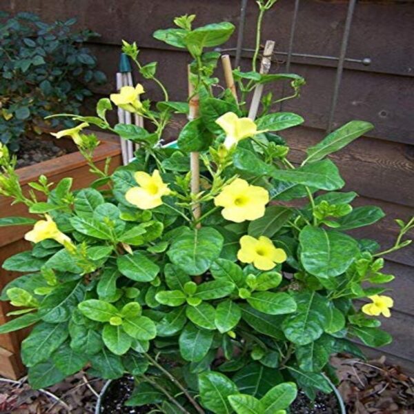 mandevilla-flower-plant-yellow2