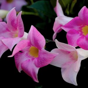 Mandevilla Flower Plants Pink