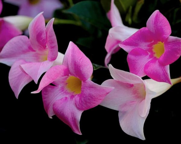 Mandevilla Flower Plants Pink