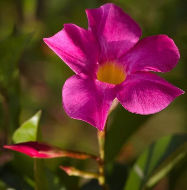 mandevilla-plant-pink 2