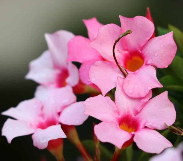 mandevilla-plant-pink 3