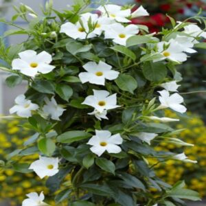 Mandevilla Flowers Plant White