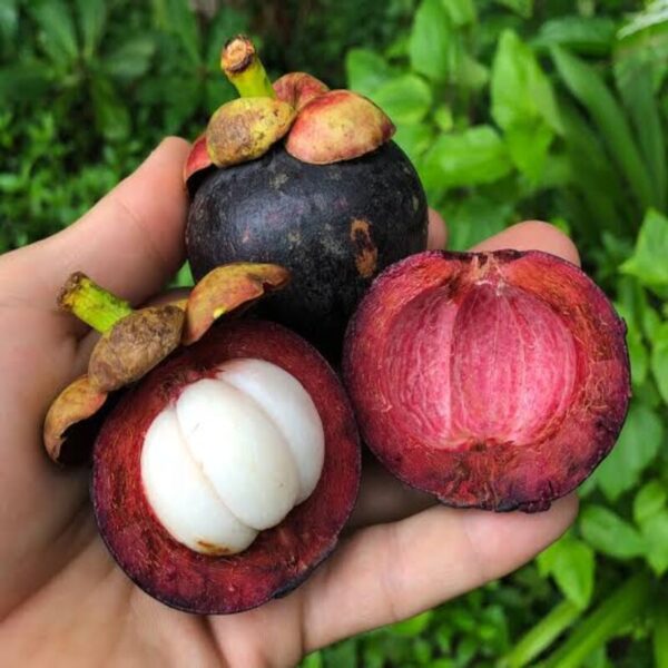 mangosteen-plant2