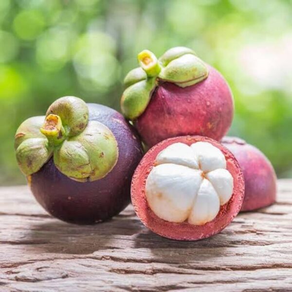 mangosteen-plant