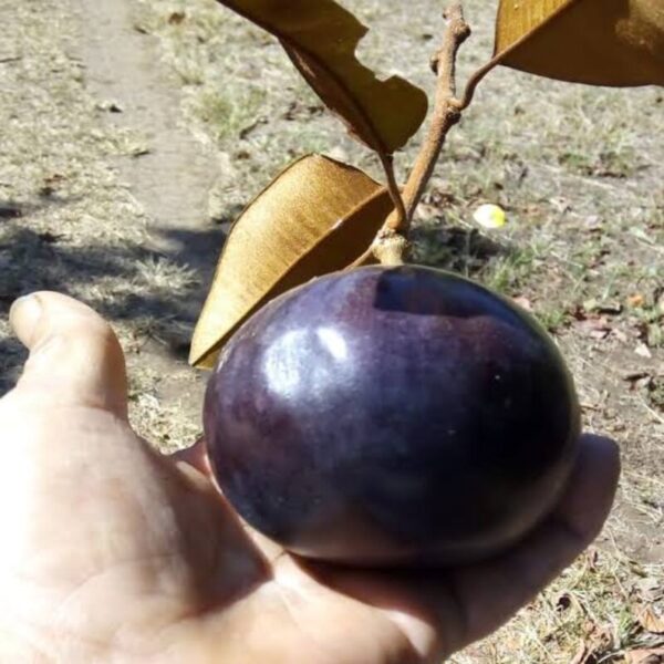 star apple milk fruit plant