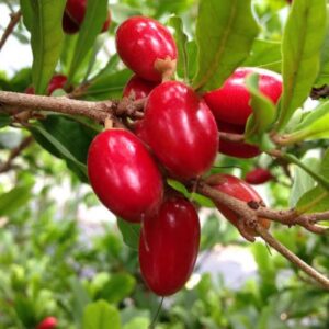 Synsepalum Dulcificum Miracle Fruit Plant