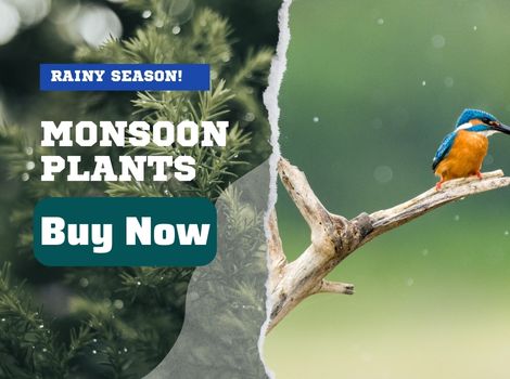 buy monsoon plants