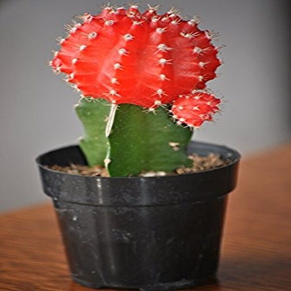 moon-cactus-plant-grafted-red