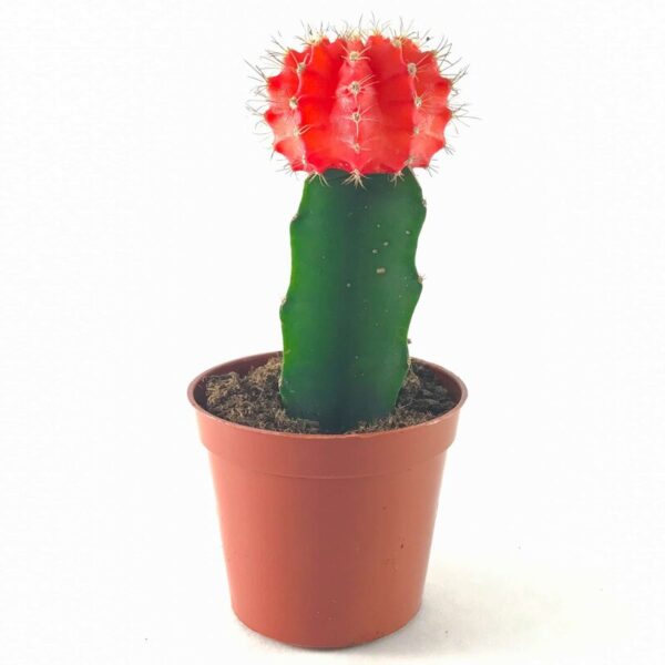 moon-cactus-plant-grafted-red2