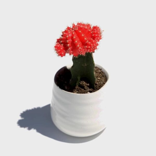 moon-cactus-plant-grafted-red3