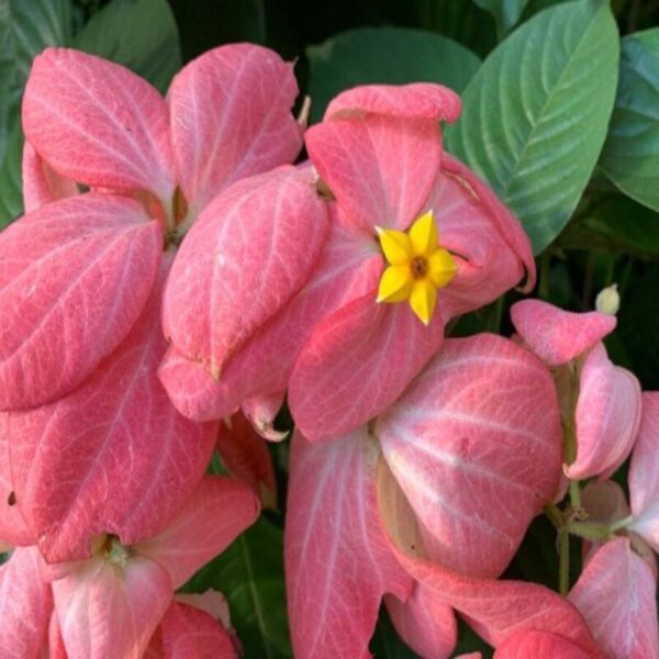 mussaenda-pink-flower-plant2