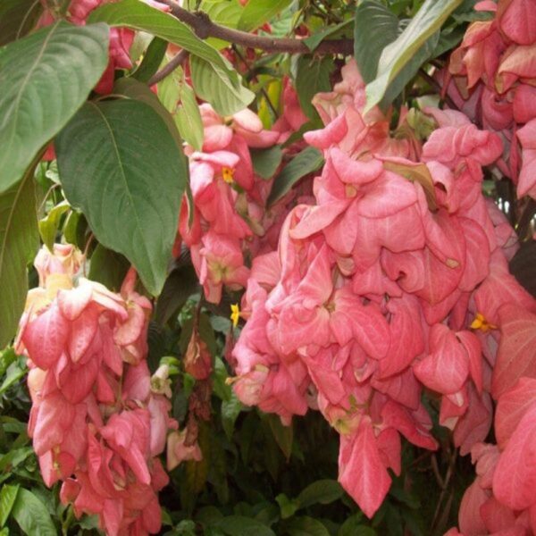 mussaenda-pink-flower-plant3