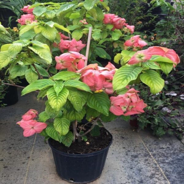 mussaenda-pink-flower-plant