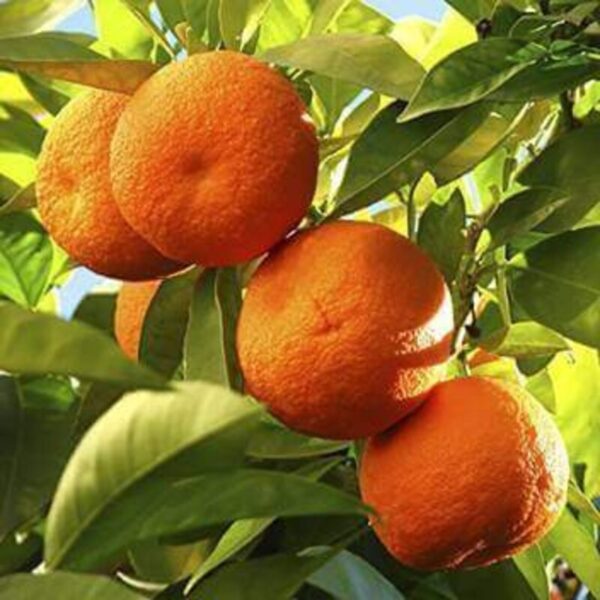 nagpur orange plant