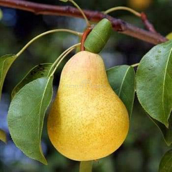 nashpati-pear-plant2