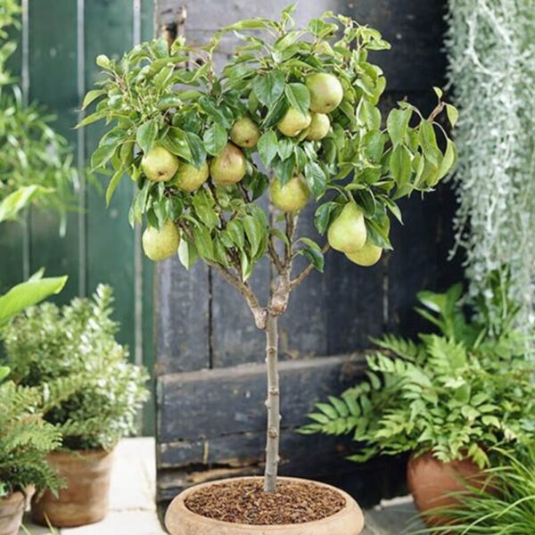 nashpati-pear-plant3