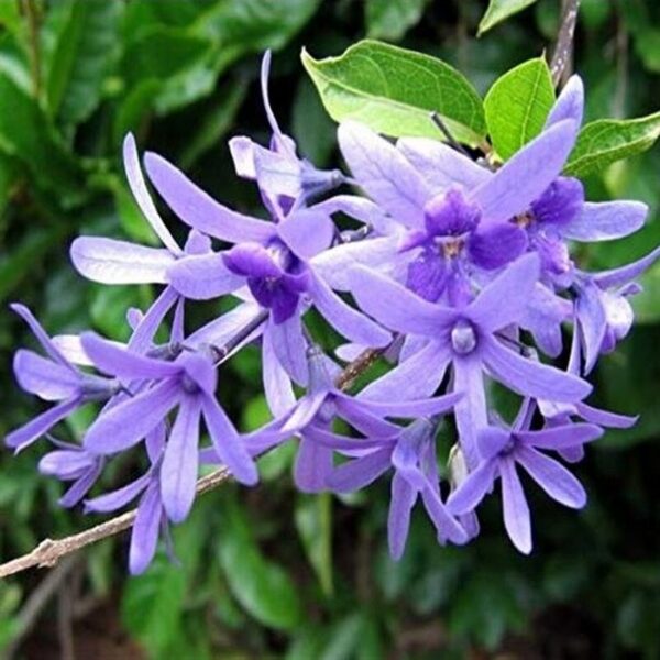 neel-moni-lota-plant-petrea-volubilis 2