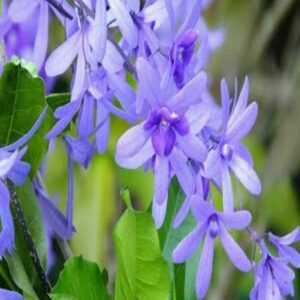 Neel Moni Lota Flower Plant Petrea Volubilis