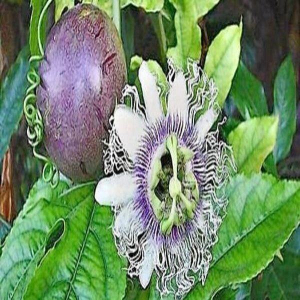 Passion Fruit Plant