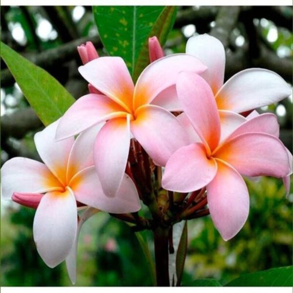 plumeria-plant-pink