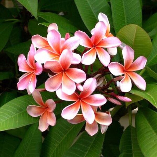 plumeria-plant-pink 2