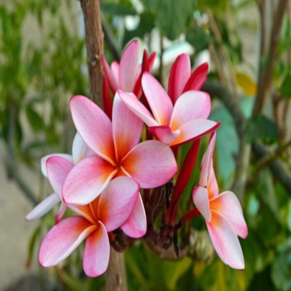 plumeria-plant-pink