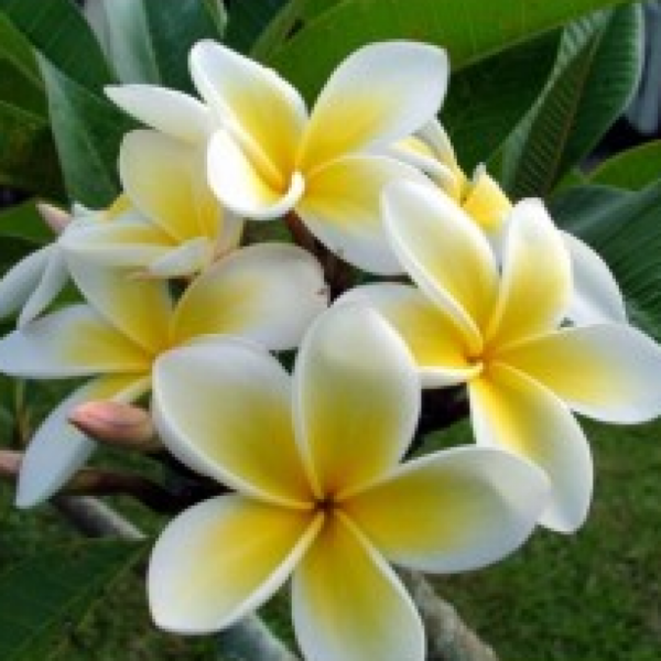 plumeria-potted-plant-yellow-white2