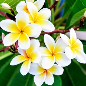 Plumeria Potted Plant Yellow and White