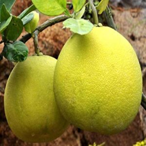 pomelo-plant-batabi-lebu