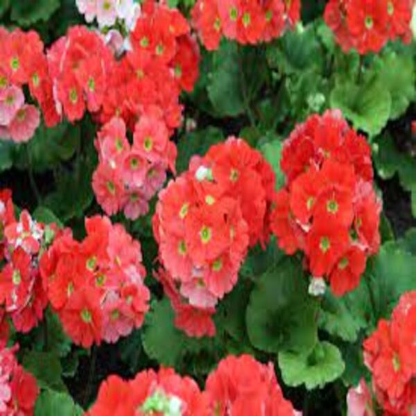 Primula Obconica Flowering Plant Red