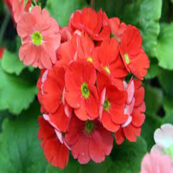 primula-obconica-flower-plant-red2