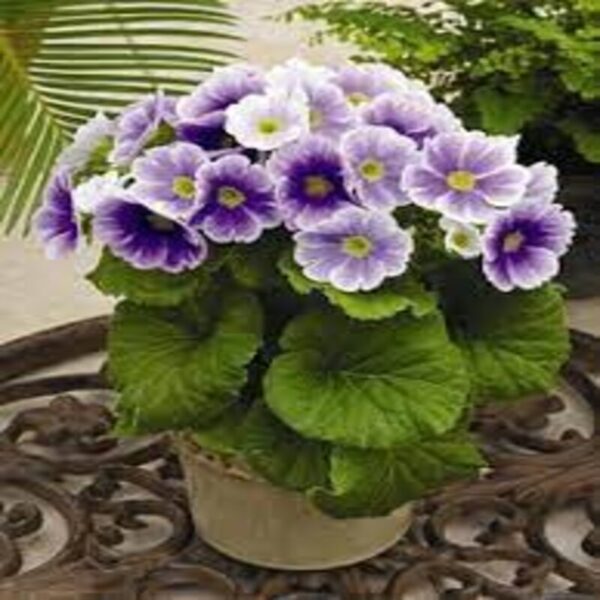 primula-obconica-flower-plant-violet 2