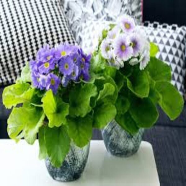 primula-obconica-flower-plant-violet 3