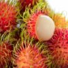 rambutan plant