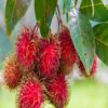 rambutan-plant 2