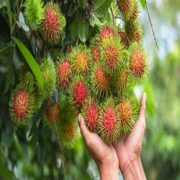 rambutan-plant 3