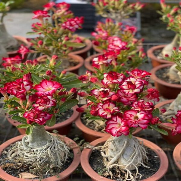 red-arabicum-adenium-plant