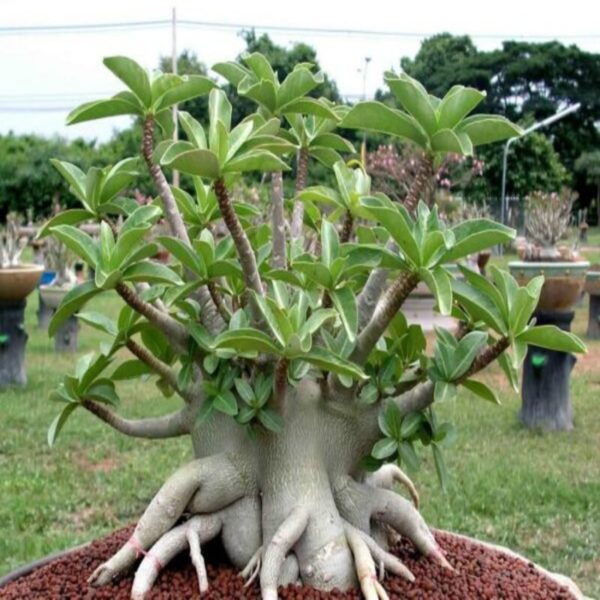 red-arabicum-adenium-plant 3