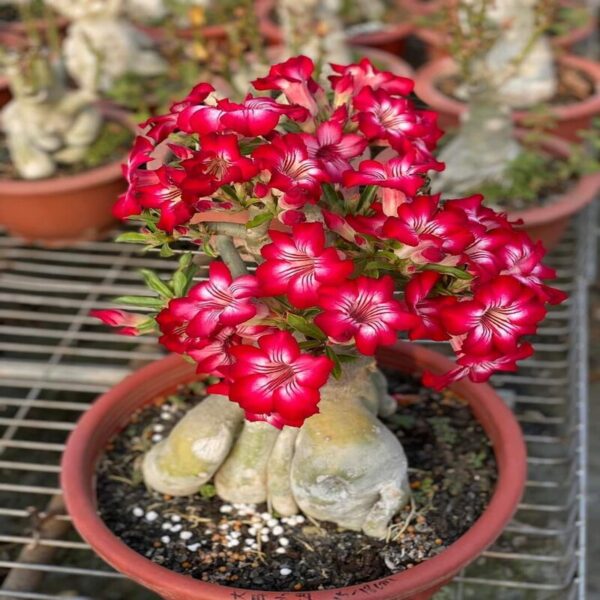 red-arabicum-adenium-plant 2