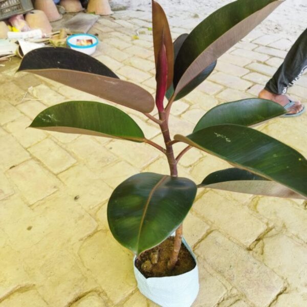 Red Banyan (Rubber) Live Plant