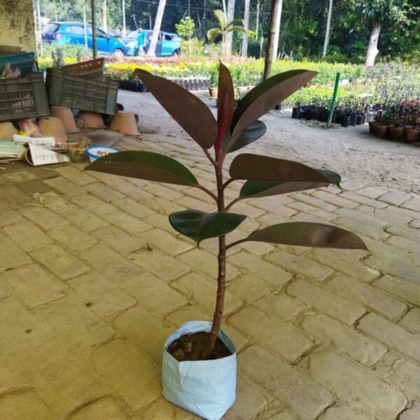 red-banyan-rubber-live-plant 3