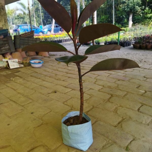 red-banyan-rubber-live-plant 2