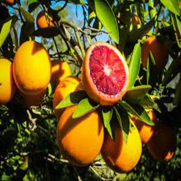 red-malta-orange-plant2