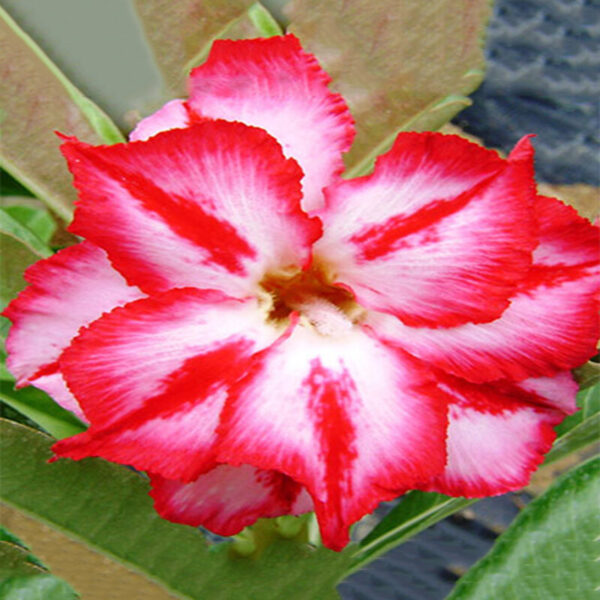 rosy variety adenium plant