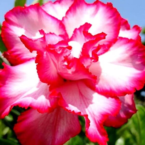 rosy-variety-adenium-plant 2