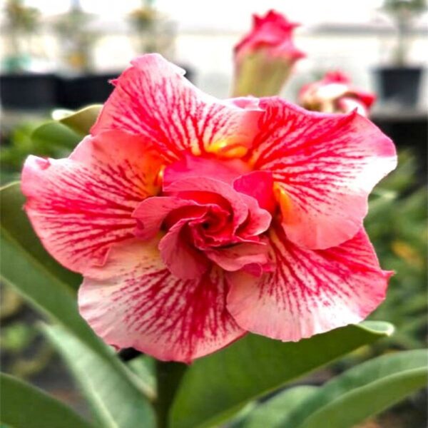 rosy-variety-adenium-plant 3