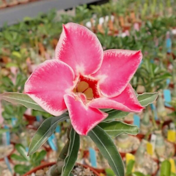 rosy variety grafted adenum live plant