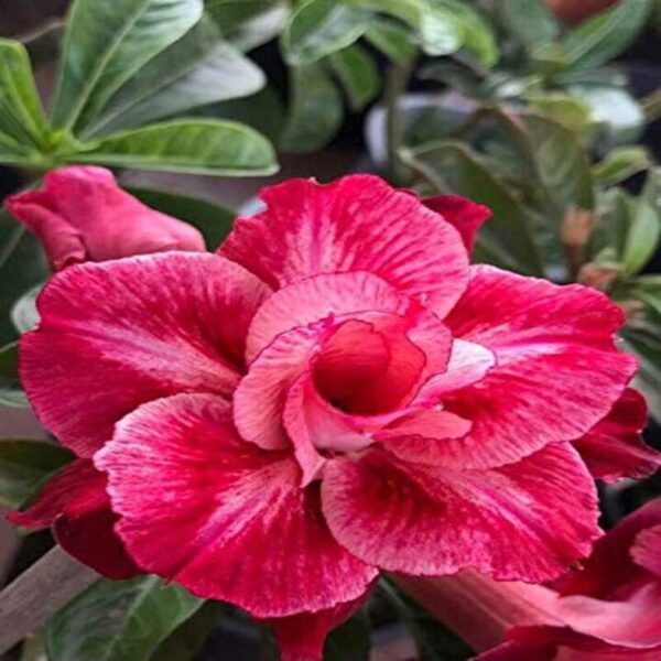 Rosy Variety Adenium Plant