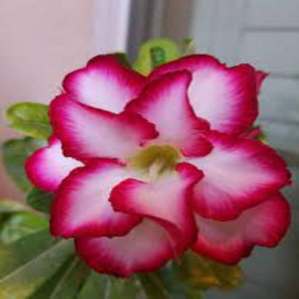 rosy variety grafted adenum plant pink